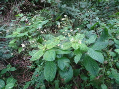 Impatiens parviflora