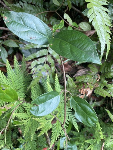 Urceola micrantha iNat (2)