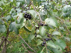 Rhamnus cathartica
