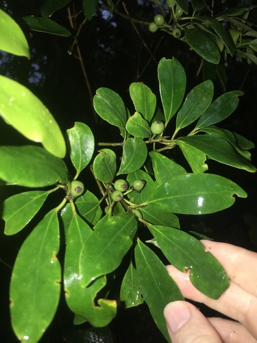 Elegance Female Holly (Ilex integra)