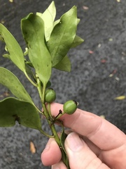 Ilex integra, photograph author not stated, no rights reserved
