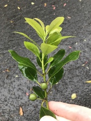Ilex integra, photograph author not stated, no rights reserved