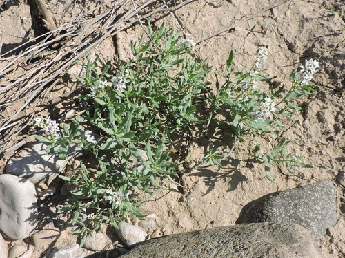 Image of Heliotropium glabriusculum by (c) Sam Kieschnick, some rights reserved (CC BY)