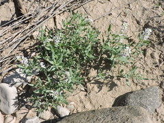 Heliotropium glabriusculum