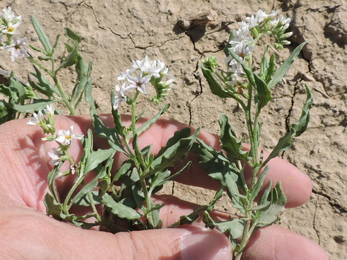 Image of Heliotropium glabriusculum by (c) Sam Kieschnick, some rights reserved (CC BY)