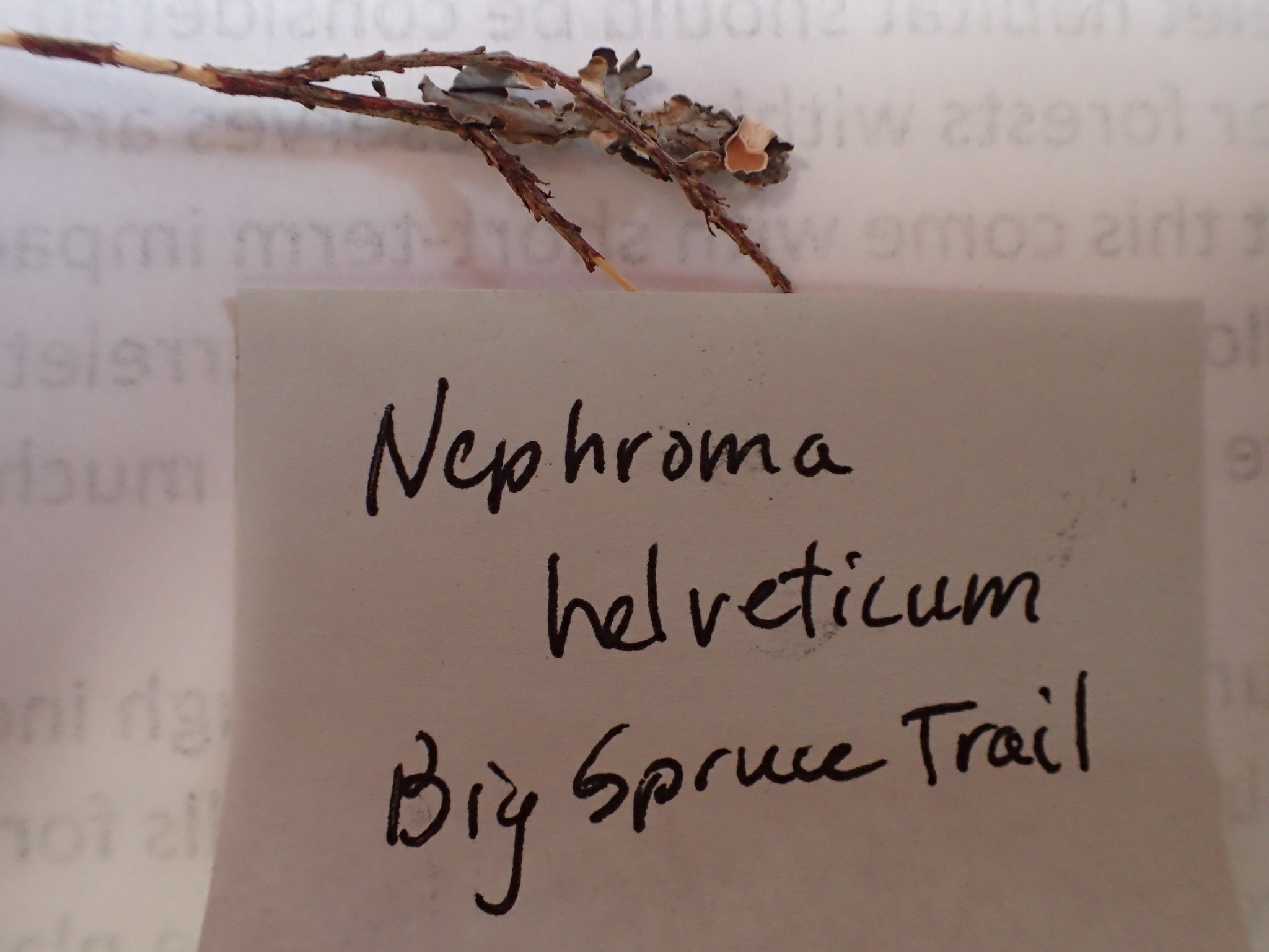 Nephroma helveticum image