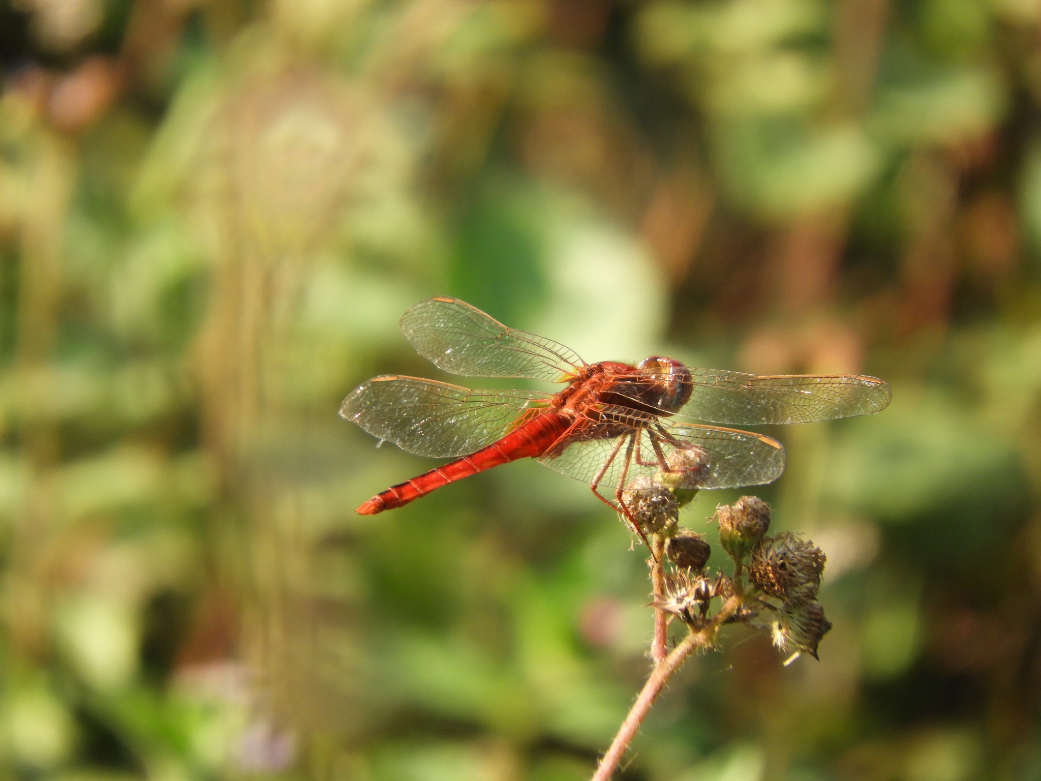 Scarlet Skimmer