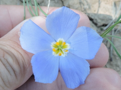 Giliastrum insigne