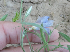 Giliastrum insigne