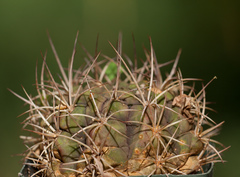 Gymnocalycium