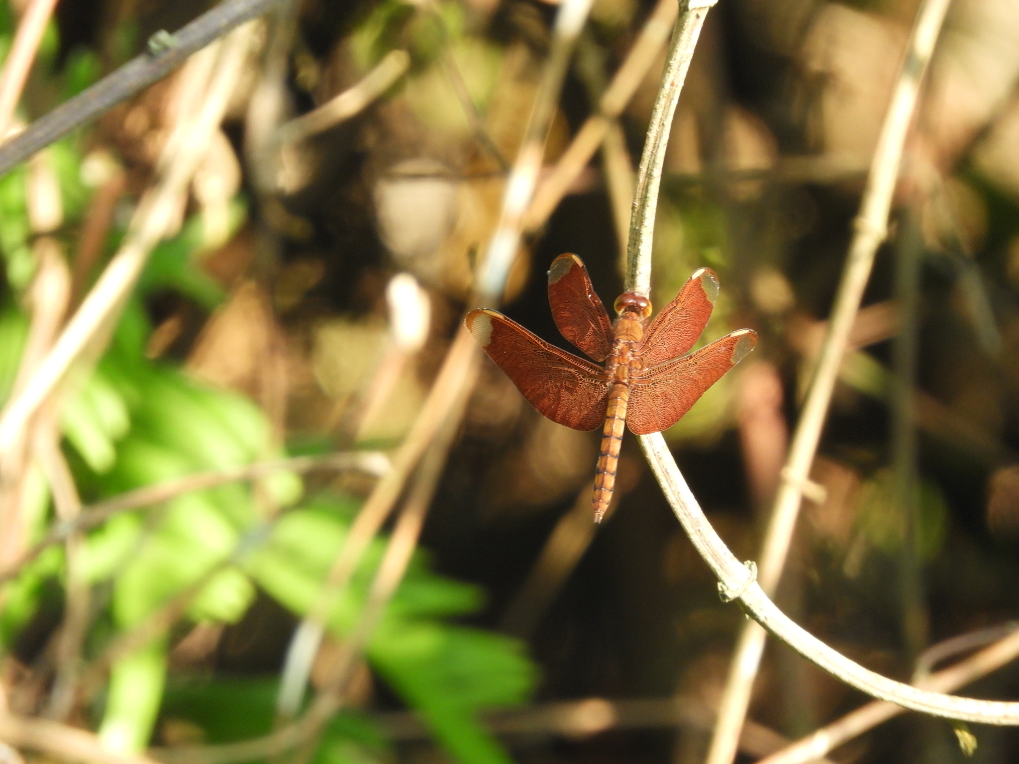 Fulvous Forest Skimmer