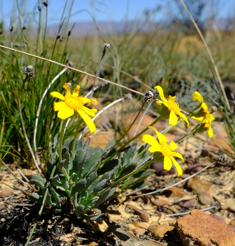 Othonna humilis