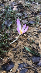 Colchicum autumnale
