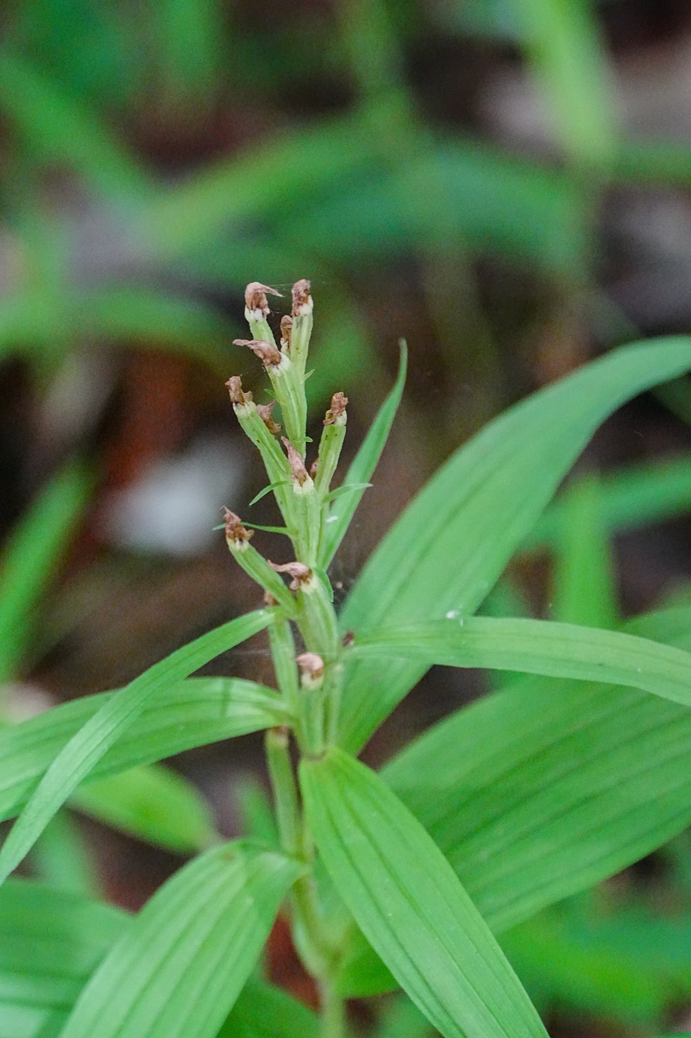 Long-Bract Cephalanthera (Cephalanthera longibracteata)