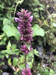 Agastache palmeri