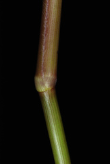 Dichanthelium erectifolium