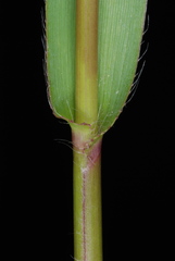 Dichanthelium erectifolium