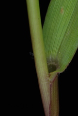 Dichanthelium erectifolium