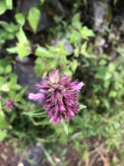 Agastache palmeri