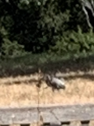 iNaturalist observation photo of California Ground Squirrel