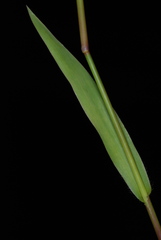 Dichanthelium erectifolium