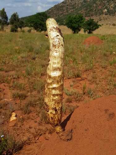 Podaxis termitophilus