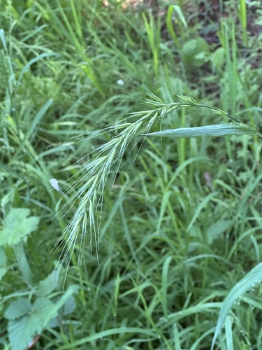 California bottle-brush grass (Elymus californicus)