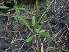 Erigeron vernus