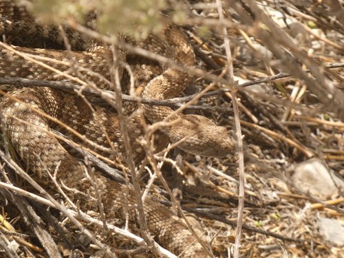 iNaturalist observation photo of Panamint Rattlesnake