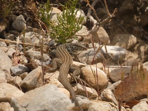 iNaturalist observation photo of Great Basin Whiptail