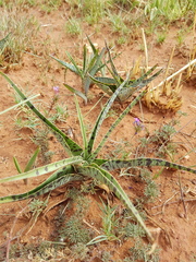 Ledebouria luteola