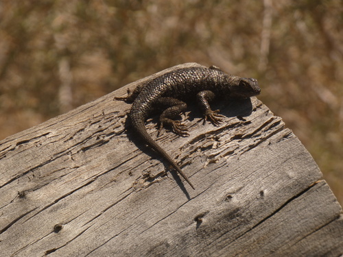 iNaturalist observation photo of Western Fence Lizard