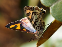 Cigaritis natalensis
