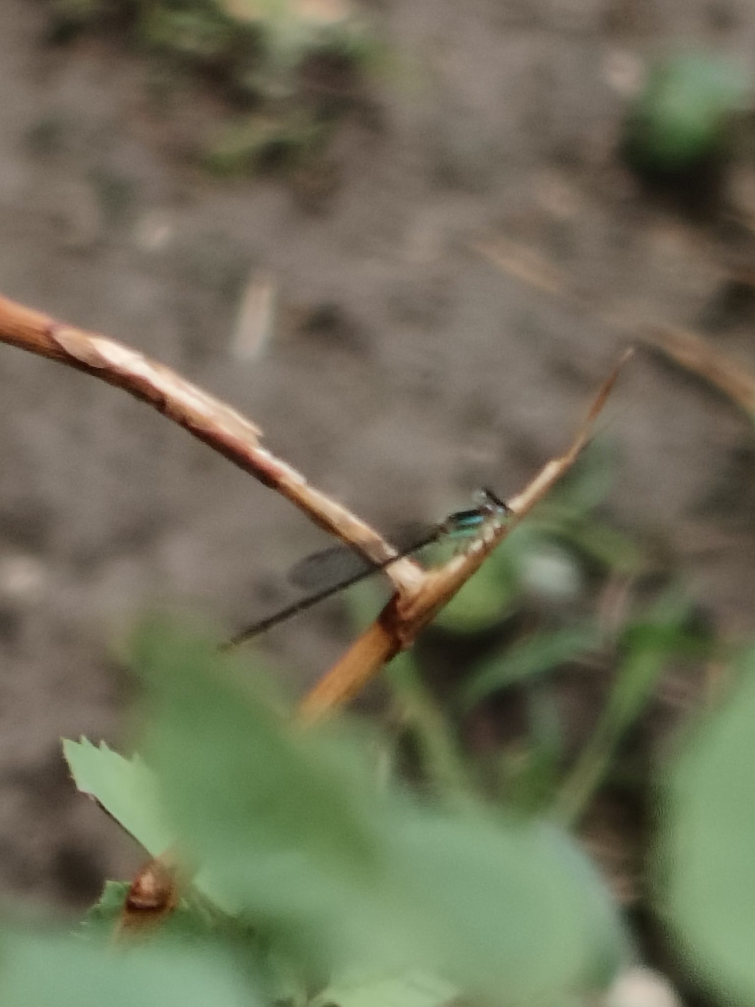 Pygmy Dartlet