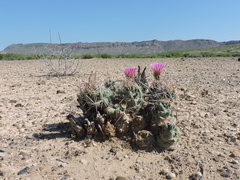 Coryphantha macromeris macromeris