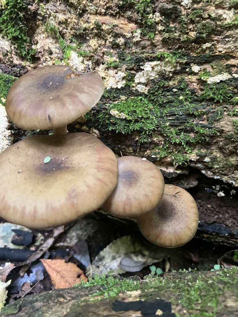 Armillaria novae-zelandiae · May 2025 · photo: © slick_stan (iNaturalist, cc0)