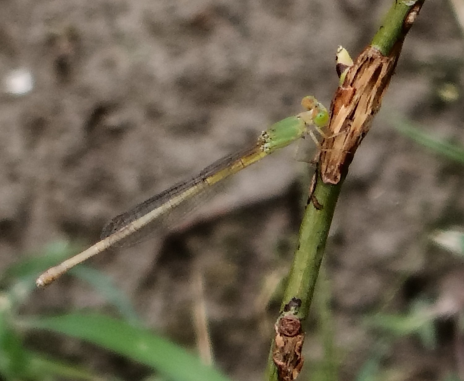 Coromandel Marsh Dart