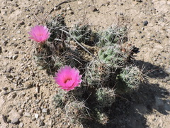 Coryphantha macromeris macromeris