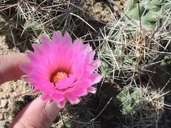Coryphantha macromeris macromeris