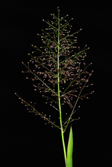 Dichanthelium erectifolium