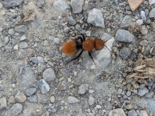 Pacific Velvet Ant photo 5
