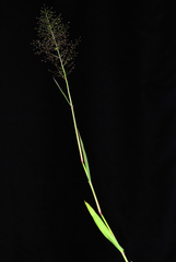 Dichanthelium erectifolium