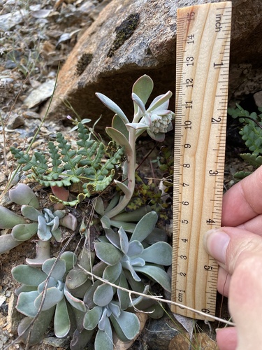 Feather river stonecrop