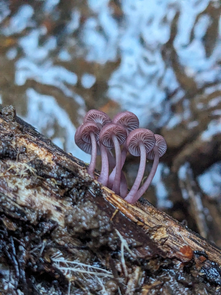 Mycena kurramulla · May 2025 · photo: © ratbagplant (iNaturalist, cc-by)