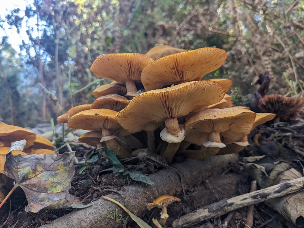 Armillaria luteobubalina · May 2025 · photo: © ratbagplant (iNaturalist, cc-by)