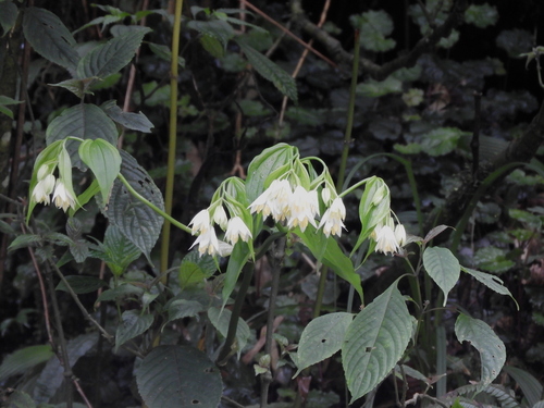 Disporum cantoniense observed 2025-04-30