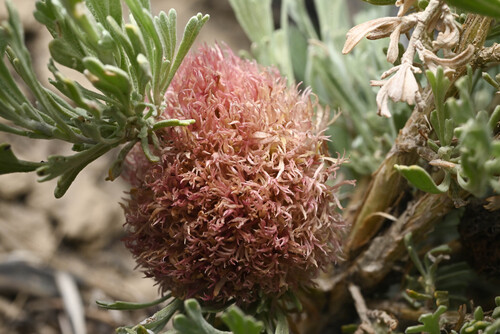 Unknown species found near Carbon County, WY, USA