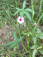 Ipomoea heptaphylla
