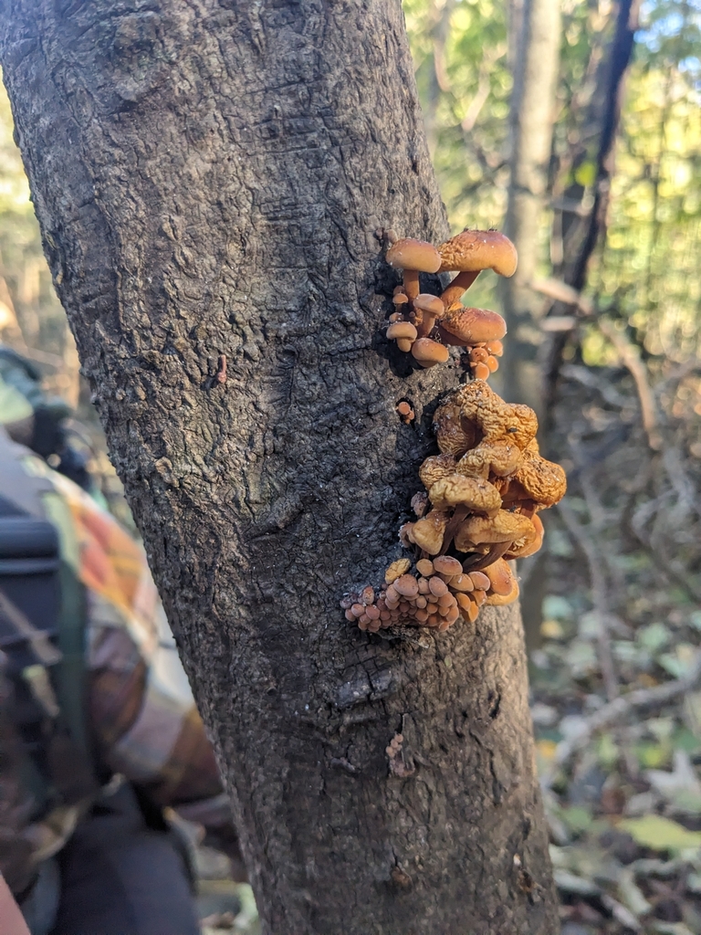 Flammulina velutipes · May 2025 · photo: © ratbagplant (iNaturalist, cc-by)
