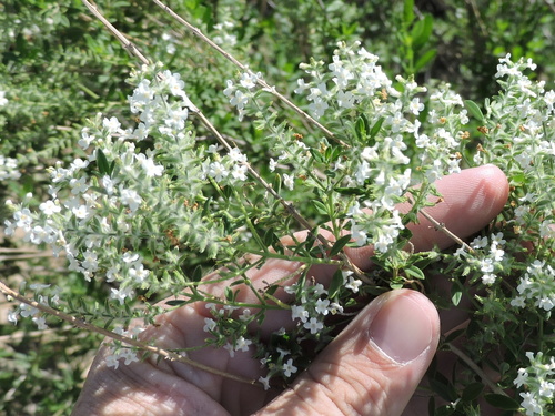 Aloysia gratissima